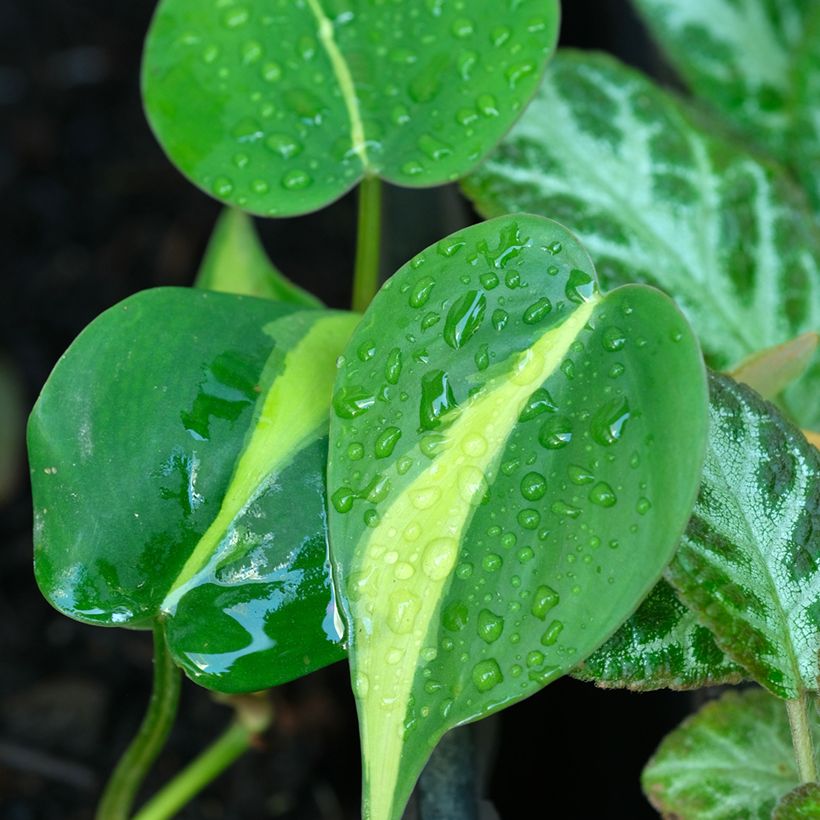 Philodendron Brasil (Feuillage)