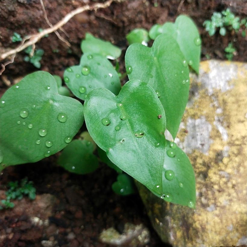 Philodendron scandens (Feuillage)