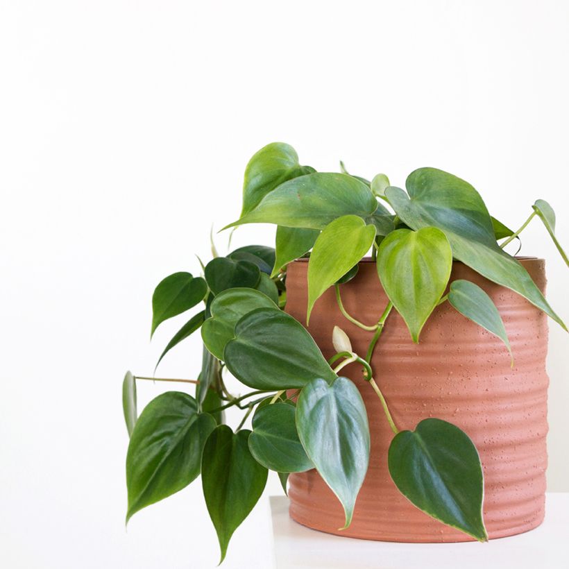 Philodendron scandens (Port)