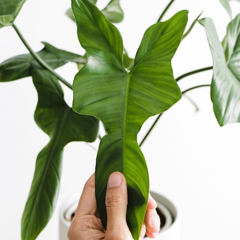 Philodendron longilobatum (Feuillage)