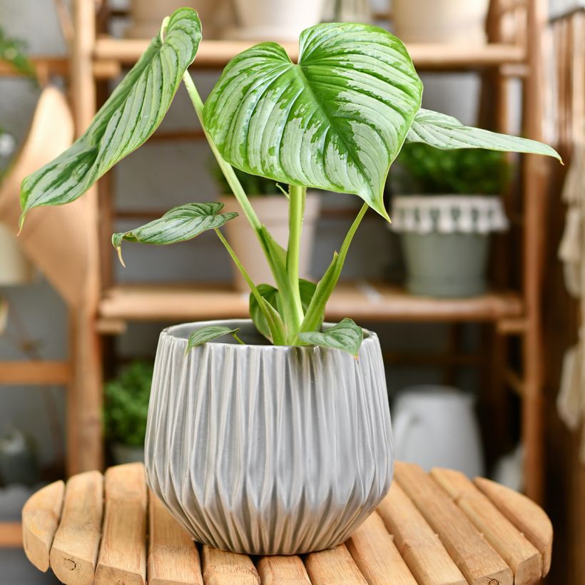 Philodendron mamei (Port)