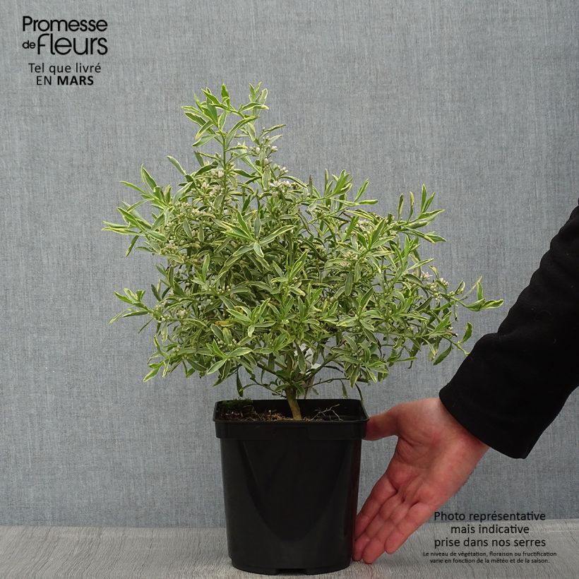Spécimen de Philotheca (Eriostemon) myoporoides Gold Touch  Pot de 3L/4L tel que livré au printemps