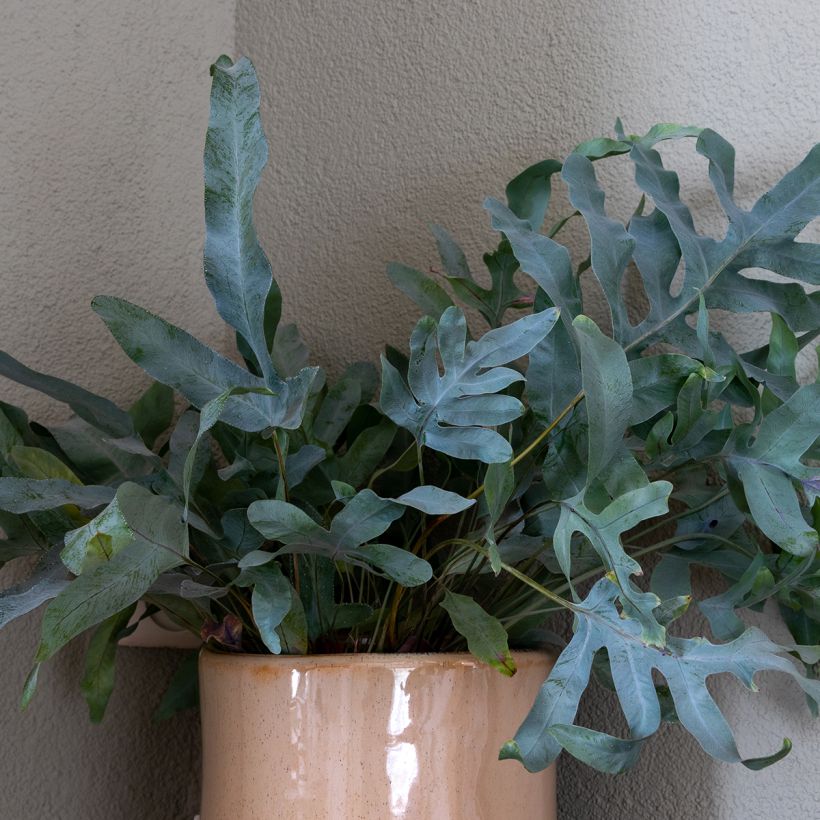 Phlebodium Blue Star - Fougère bleue (Feuillage)