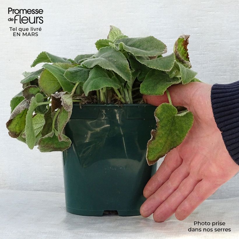 Spécimen de Phlomis de Russell - Phlomis russeliana Pot de 2L/3L tel que livré au printemps