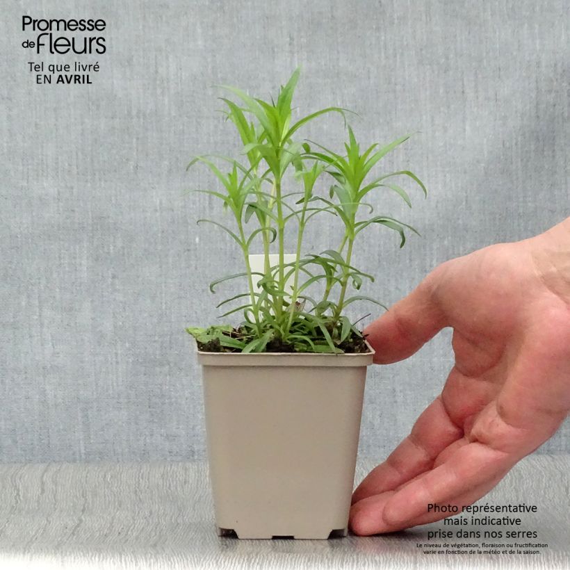 Spécimen de Phlox carolina Bill Baker Godet de 8/9 cm tel que livré au printemps