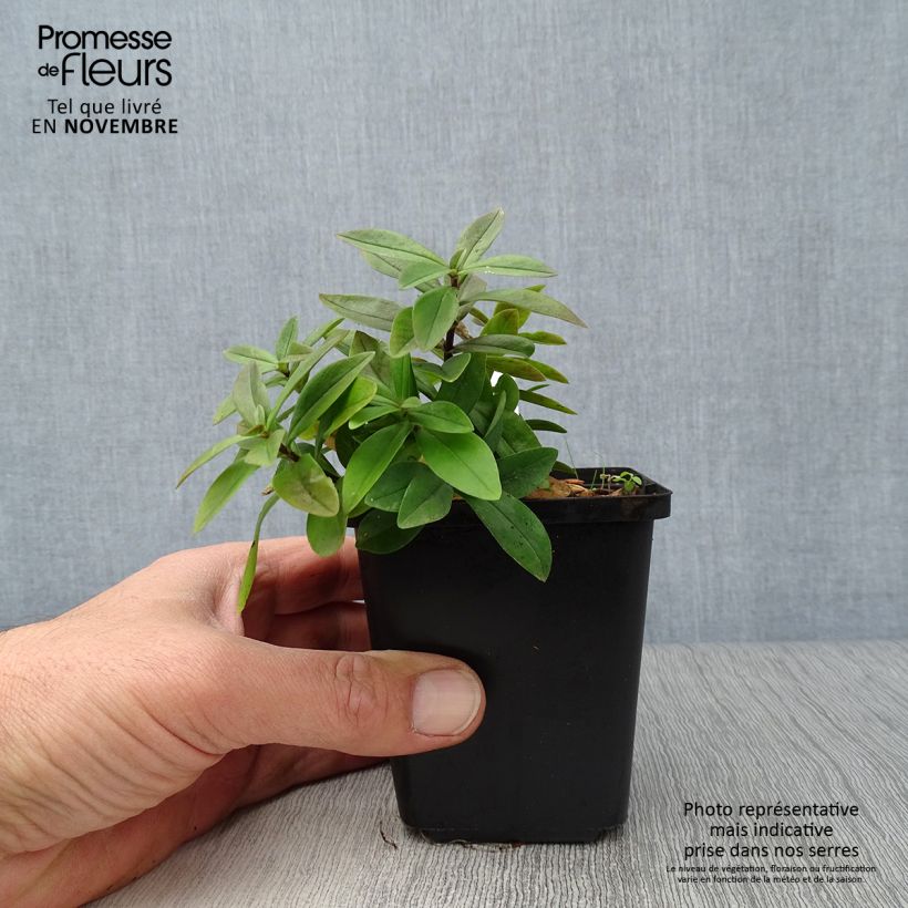 Spécimen de Phlox divaricata Chattahoochee Godet de 8/9 cm tel que livré en automne