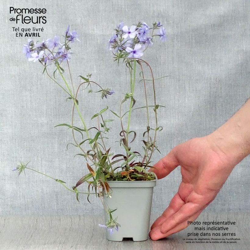 Spécimen de Phlox divaricata Chattahoochee Godet de 8/9 cm tel que livré au printemps