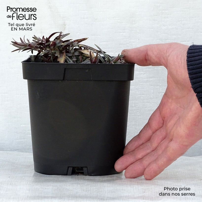 Spécimen de Phlox divaricata Chattahoochee Pot de 2L/3L tel que livré au printemps