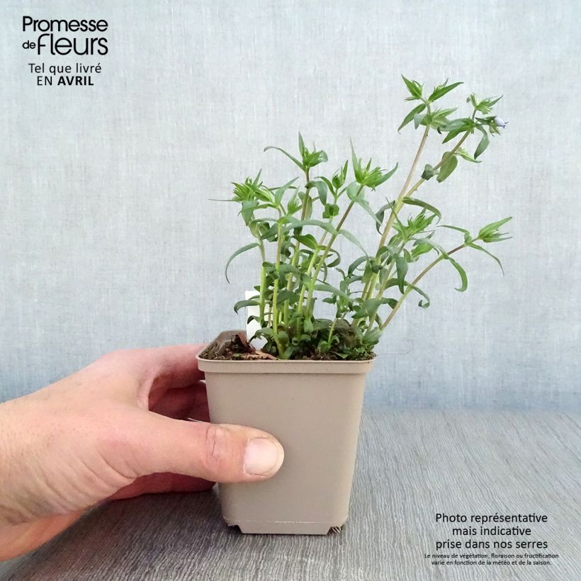 Spécimen de Phlox divaricata Clouds of Perfume Godet de 8/9 cm tel que livré au printemps