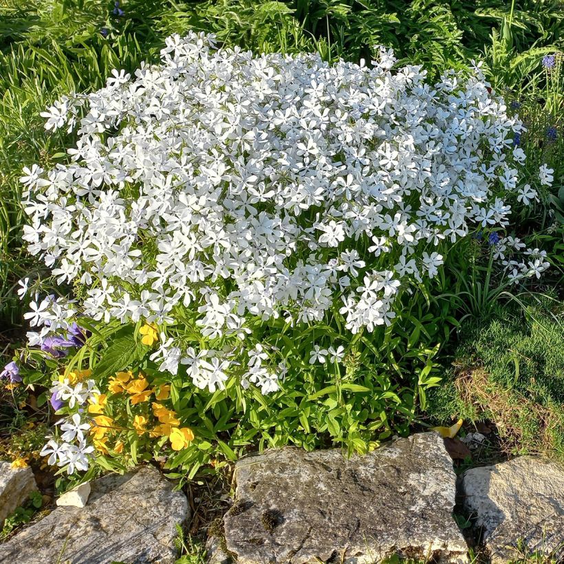 Phlox divaricata White Perfume (Port)