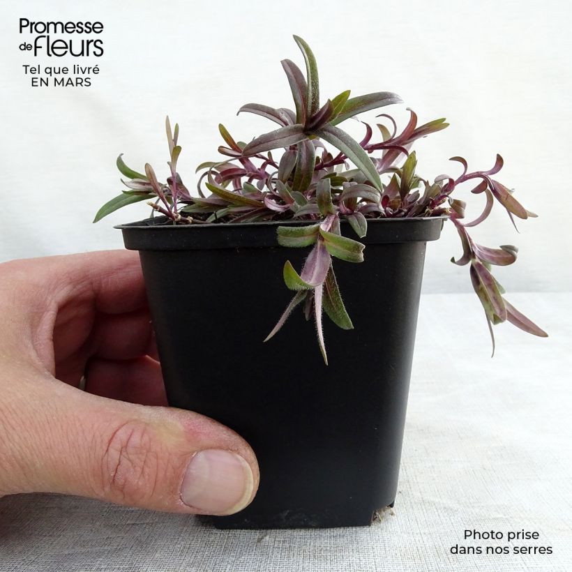 Spécimen de Phlox divaricata White Perfume Godet de 8/9 cm tel que livré au printemps