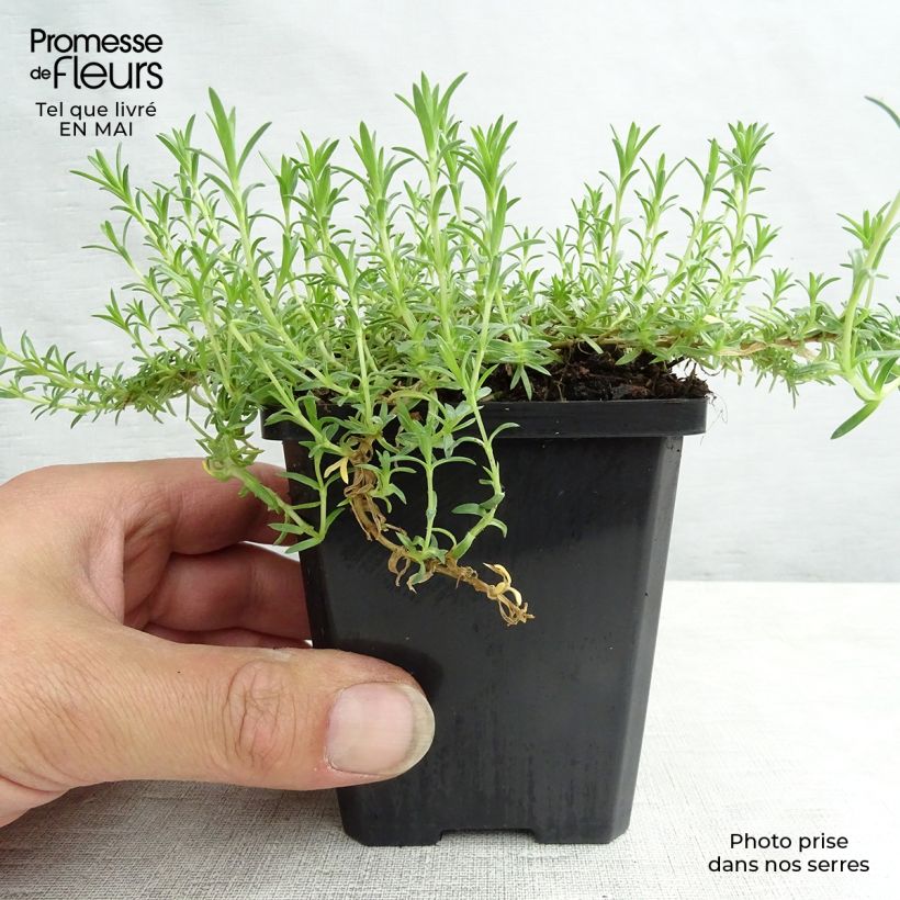 Spécimen de Phlox douglasii Lilac Cloud - Phlox mousse Godet de 8/9 cm tel que livré au printemps