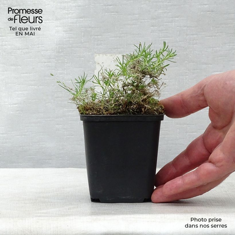 Spécimen de Phlox douglasii Waterloo - Phlox mousse Godet de 8/9 cm tel que livré au printemps