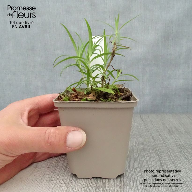 Spécimen de Phlox hybride Forever Pink - Phlox nain Godet de 8/9 cm tel que livré au printemps