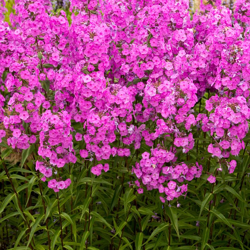 Phlox maculata Alpha (Port)
