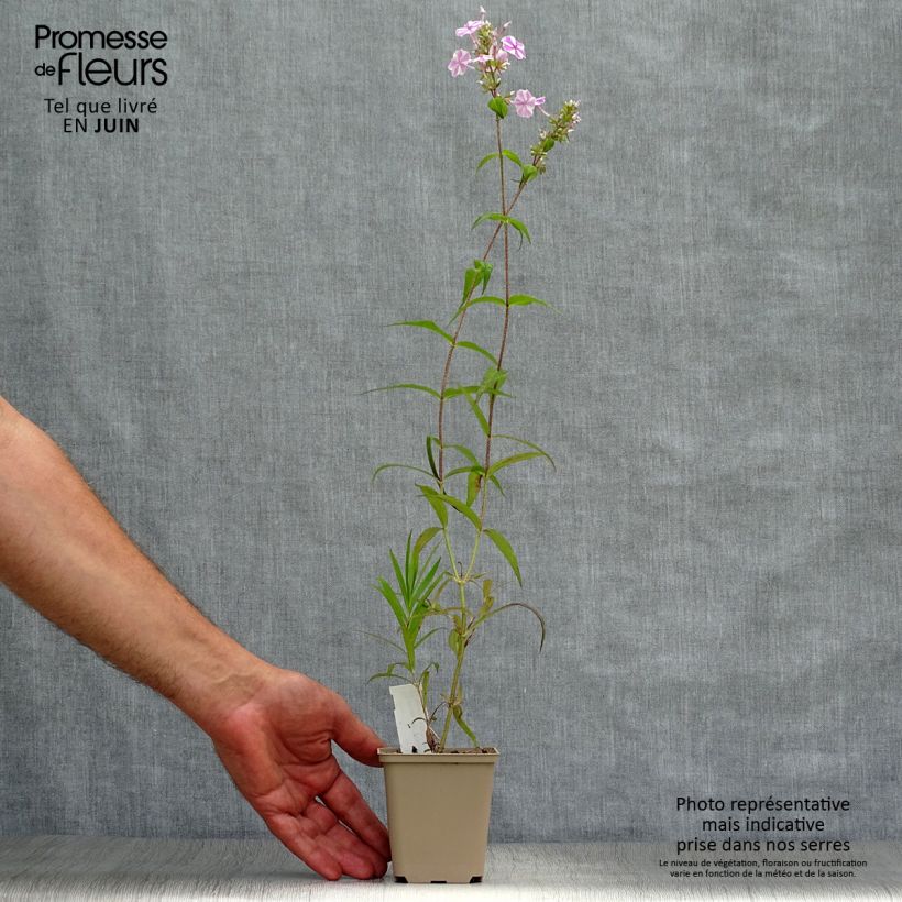 Spécimen de Phlox maculata Natasha Godet de 8/9 cm tel que livré en été