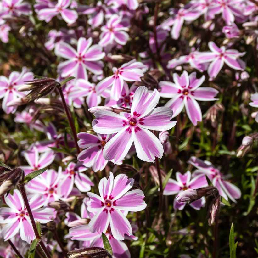 Phlox mousse Candy Stripes - Phlox subulata (Floraison)