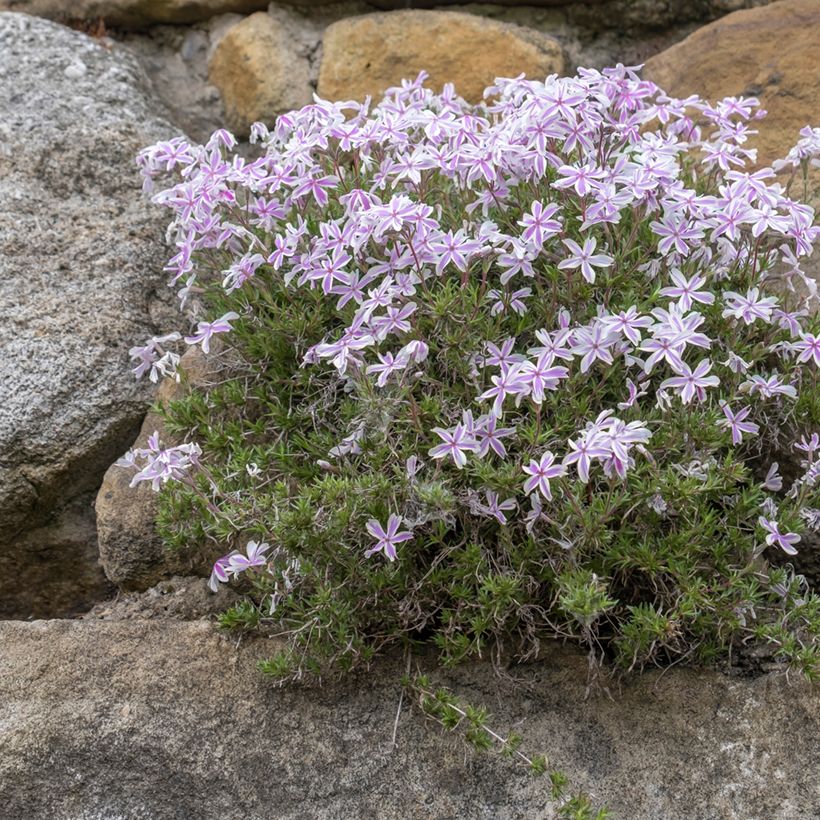 Phlox mousse Candy Stripes - Phlox subulata (Port)