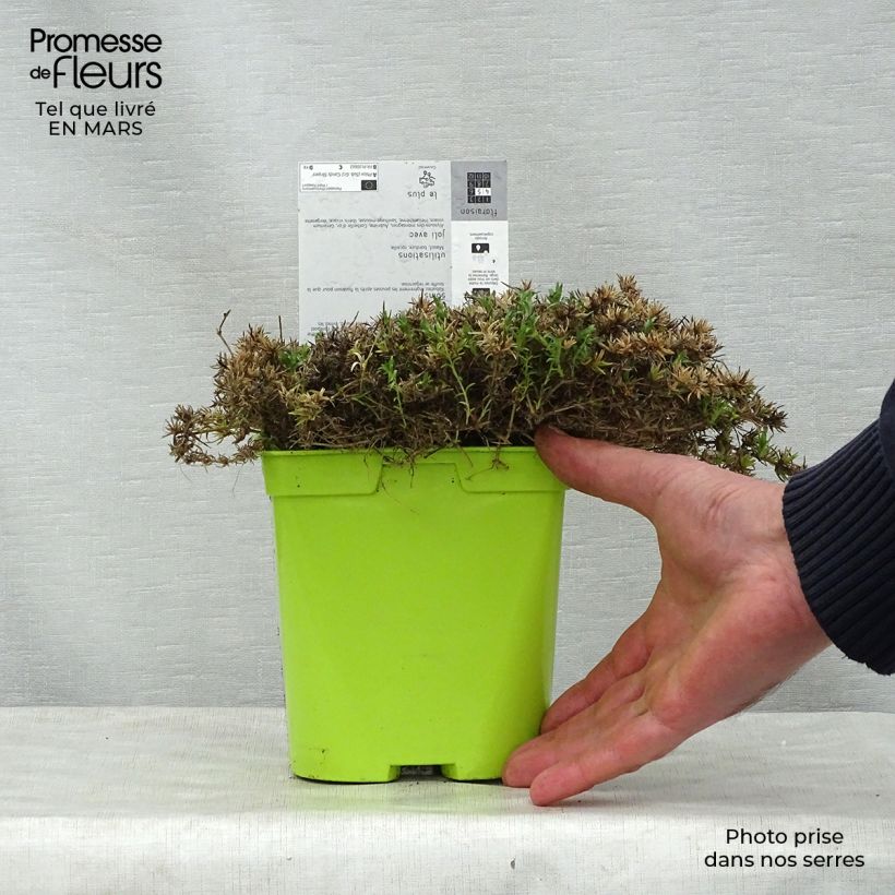 Spécimen de Phlox mousse Candy Stripes - Phlox subulata Pot de 1,5L/2L tel que livré au printemps