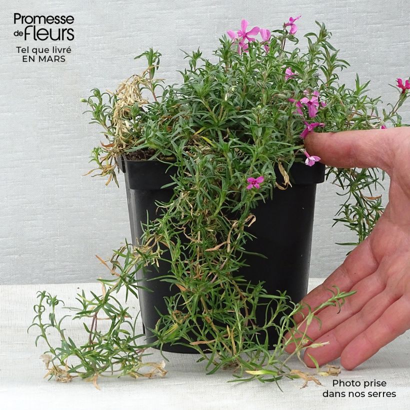 Spécimen de Phlox mousse Scarlet Flame - Phlox subulata Pot de 2L/3L tel que livré au printemps