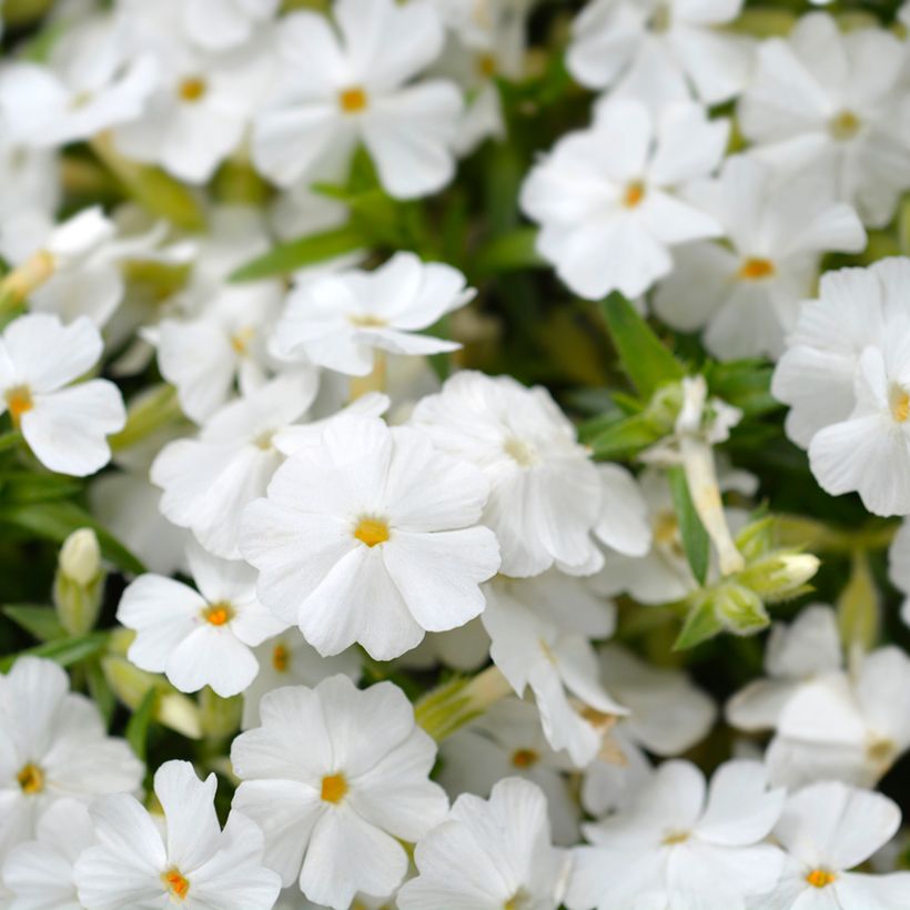 Phlox mousse White Delight (Flowering)