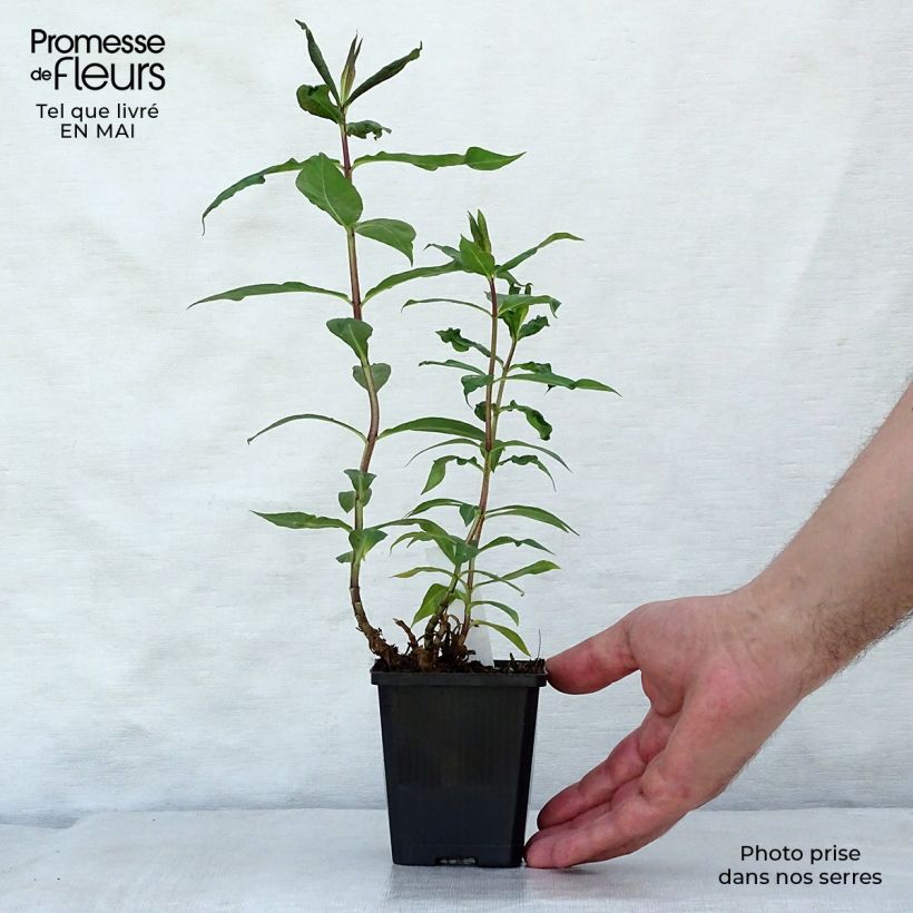 Spécimen de Phlox paniculata Amethyst Godet de 8/9 cm tel que livré au printemps