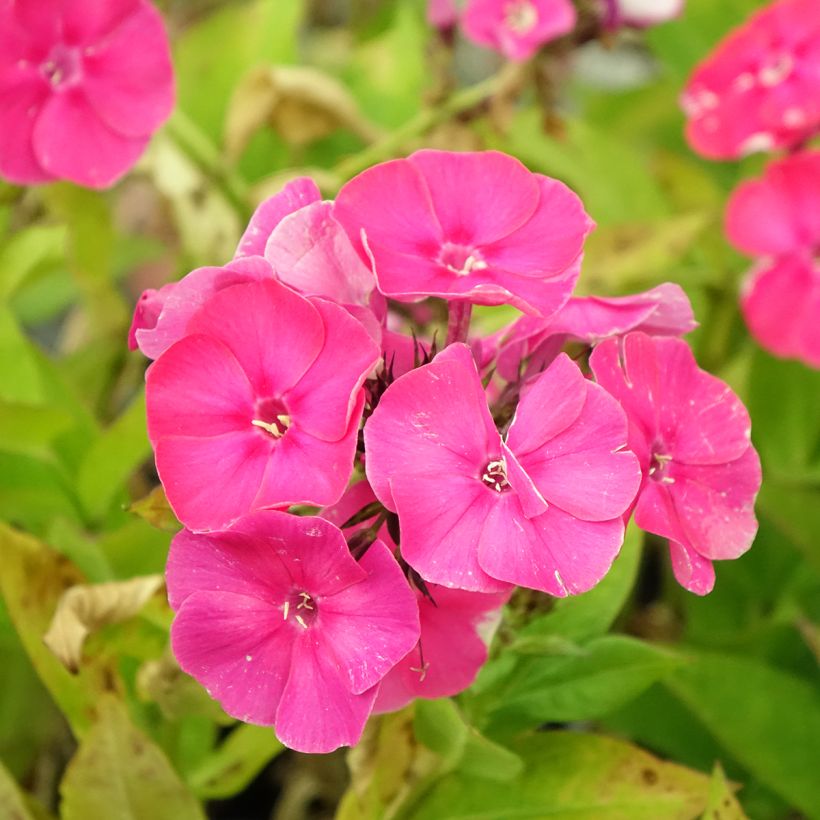 Phlox paniculata Bambini Primadonna (Floraison)