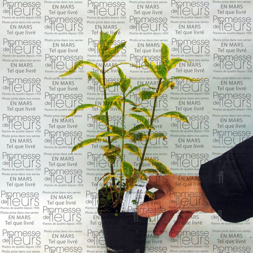 Exemple de spécimen de Phlox paniculata Becky Towe Pot de 10 cm/11cm tel que livré