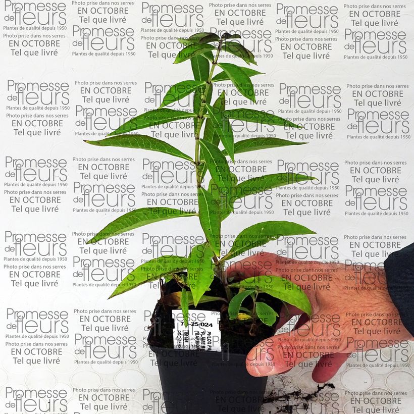 Exemple de spécimen de Phlox paniculata Blue Flame Godet de 8/9 cm tel que livré