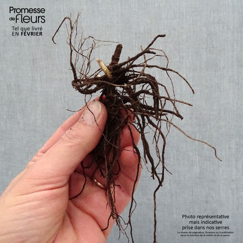 Spécimen de Phlox paniculata Blue Paradise Racines nues, qualité premium tel que livré en hiver