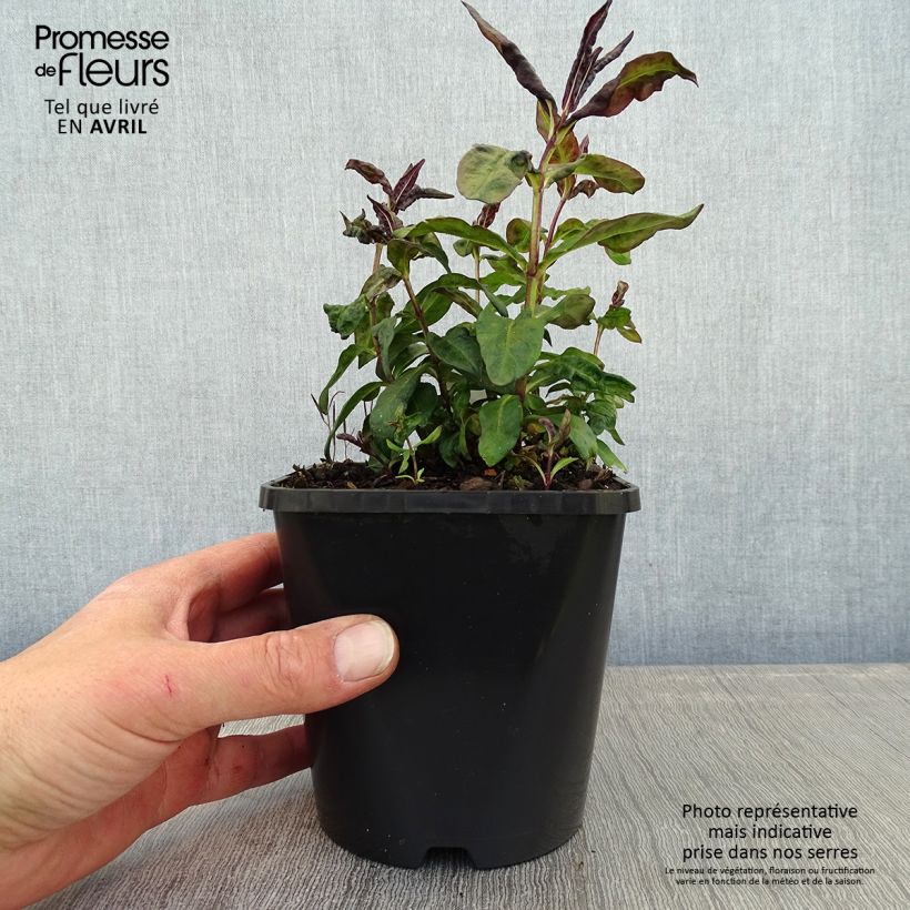 Spécimen de Phlox paniculata Blue Paradise Pot de 1,5L/2L tel que livré au printemps