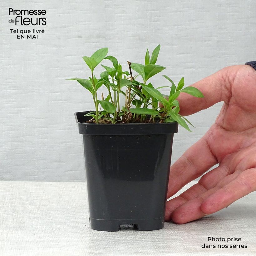 Spécimen de Phlox paniculata Bright Eyes - Phlox paniculé rose pâle à oeil rose vif Godet de 8/9 cm tel que livré au printemps