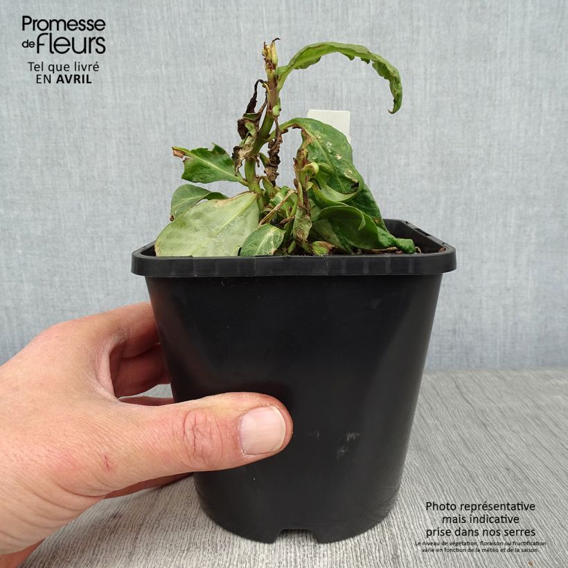 Spécimen de Phlox paniculata Bright Eyes - Phlox paniculé rose pâle à oeil rose vif Pot de 1,5L/2L tel que livré au printemps