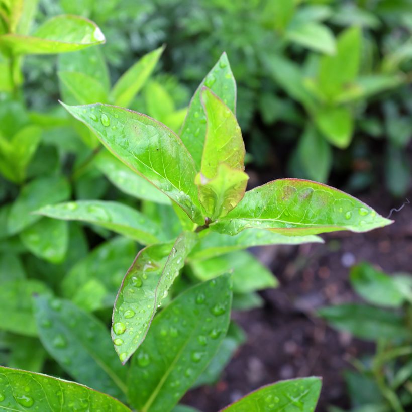 Phlox paniculata Butonik (Feuillage)