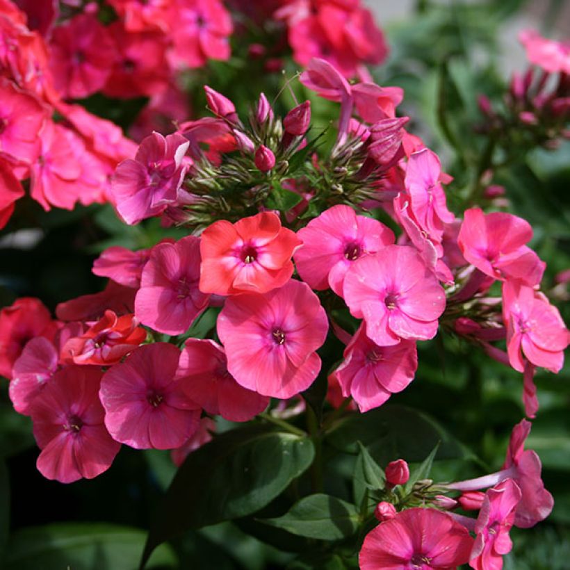 Phlox paniculata Coral Flame (Floraison)