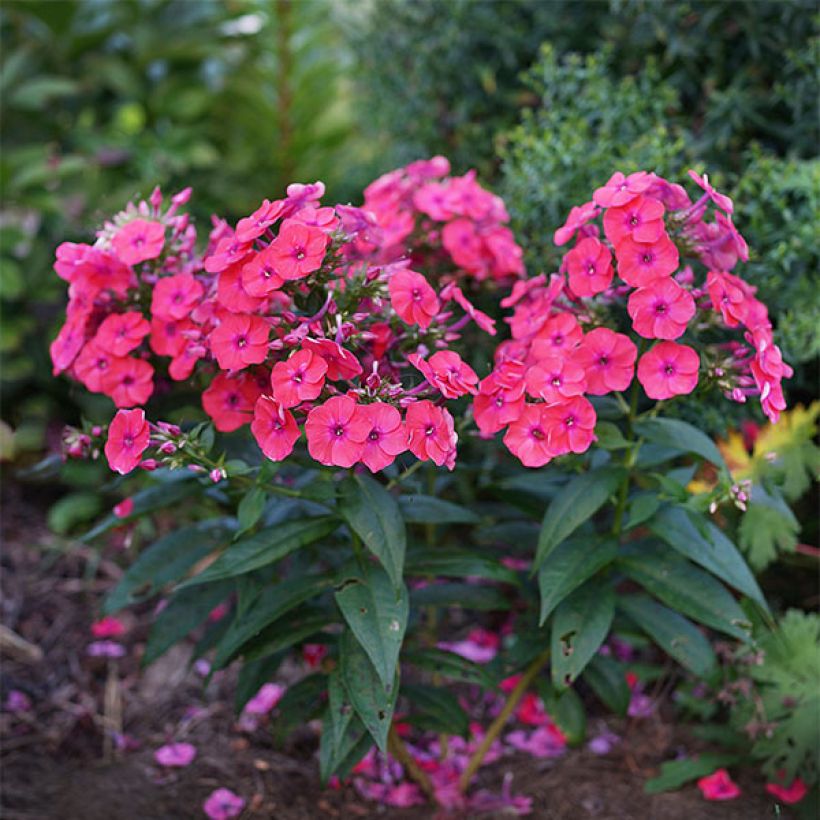 Phlox paniculata Coral Flame (Port)