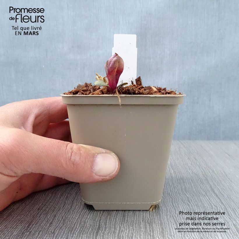 Spécimen de Phlox paniculata Coral Flame Godet de 8/9 cm tel que livré au printemps