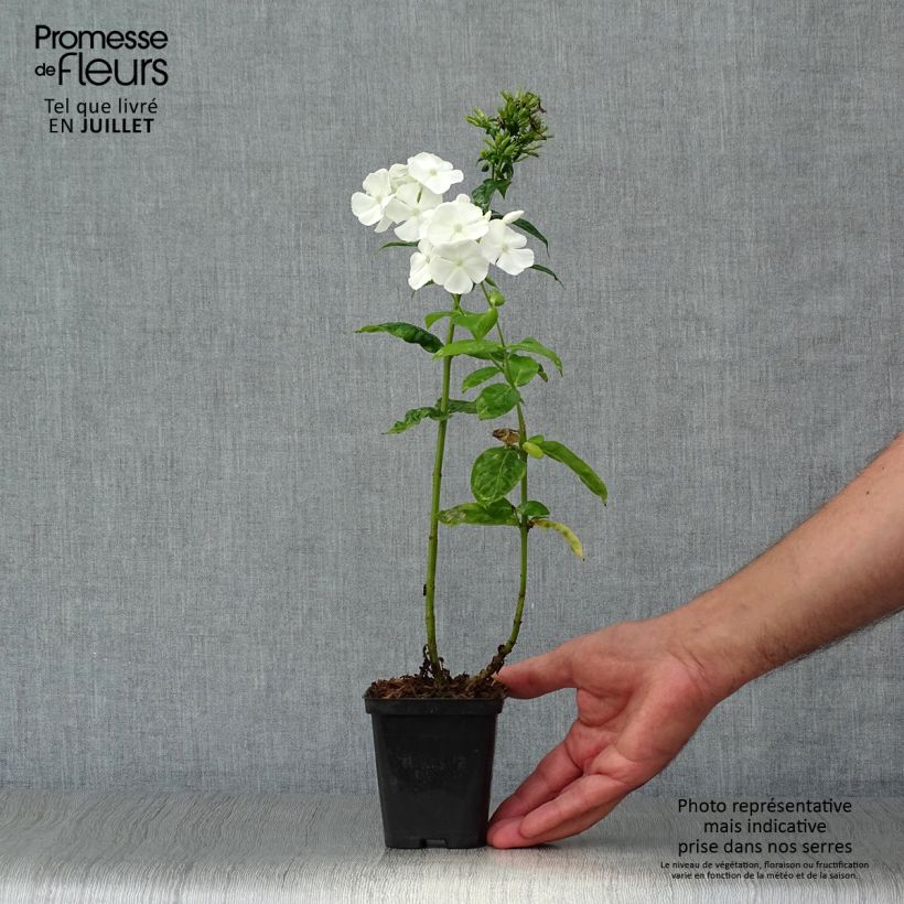 Spécimen de Phlox paniculata David Godet de 8/9 cm tel que livré en été