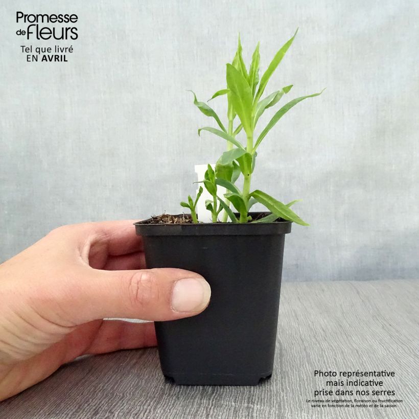 Spécimen de Phlox paniculata David Godet de 8/9 cm tel que livré au printemps