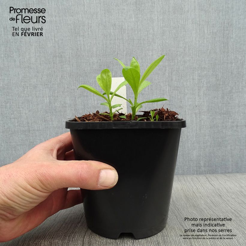 Spécimen de Phlox paniculata David Pot de 1,5L/2L tel que livré en hiver