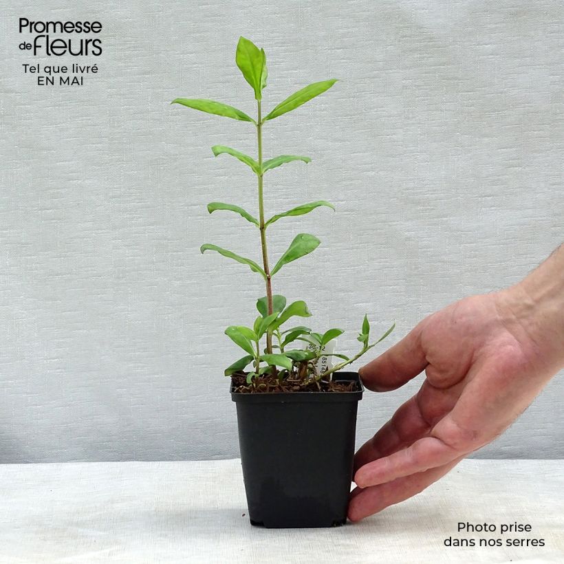 Spécimen de Phlox paniculata Europa Godet de 8/9 cm tel que livré au printemps