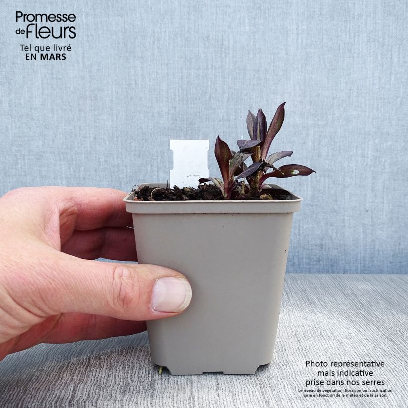 Spécimen de Phlox paniculata Eva Cullum Godet de 8/9 cm tel que livré au printemps