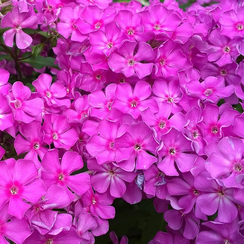 Phlox paniculata Famous Purple (Floraison)