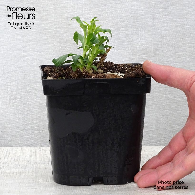 Spécimen de Phlox paniculata Fujiyama Pot de 2L/3L tel que livré au printemps