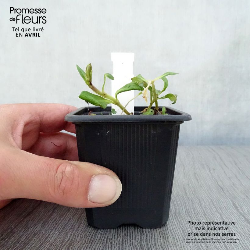 Example of Phlox paniculata Graf Zeppelin Godet de 8/9 cm as you get in printemps