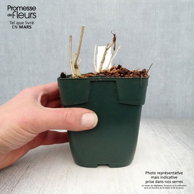 Spécimen de Phlox paniculata Jade - Phlox paniculé Godet de 8/9 cm tel que livré au printemps