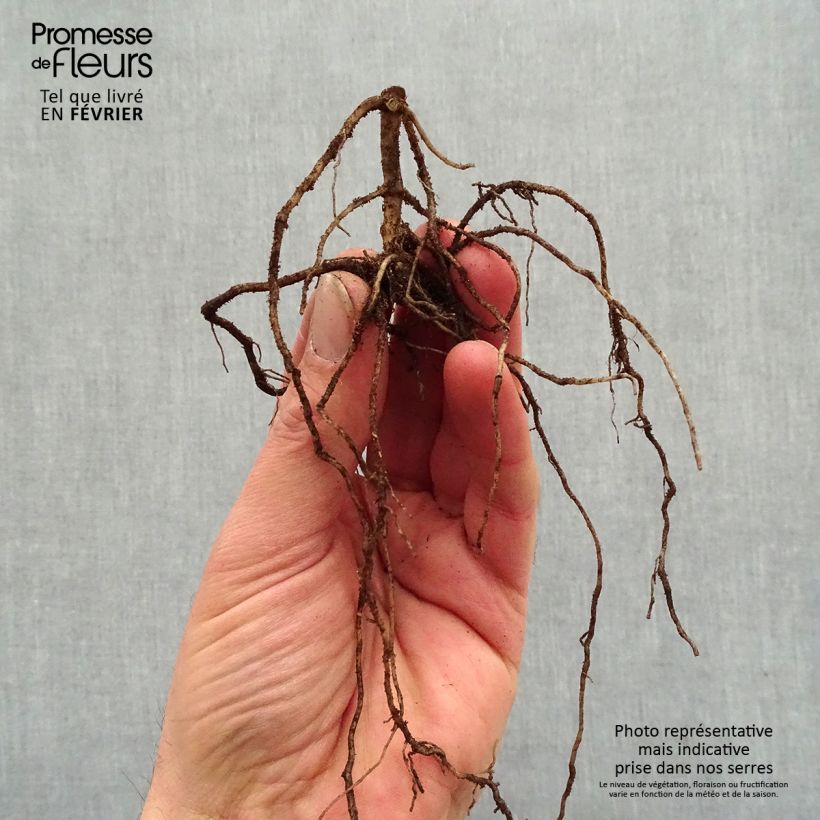 Spécimen de Phlox paniculata Jade - Phlox paniculé Racines nues, qualité premium tel que livré en hiver