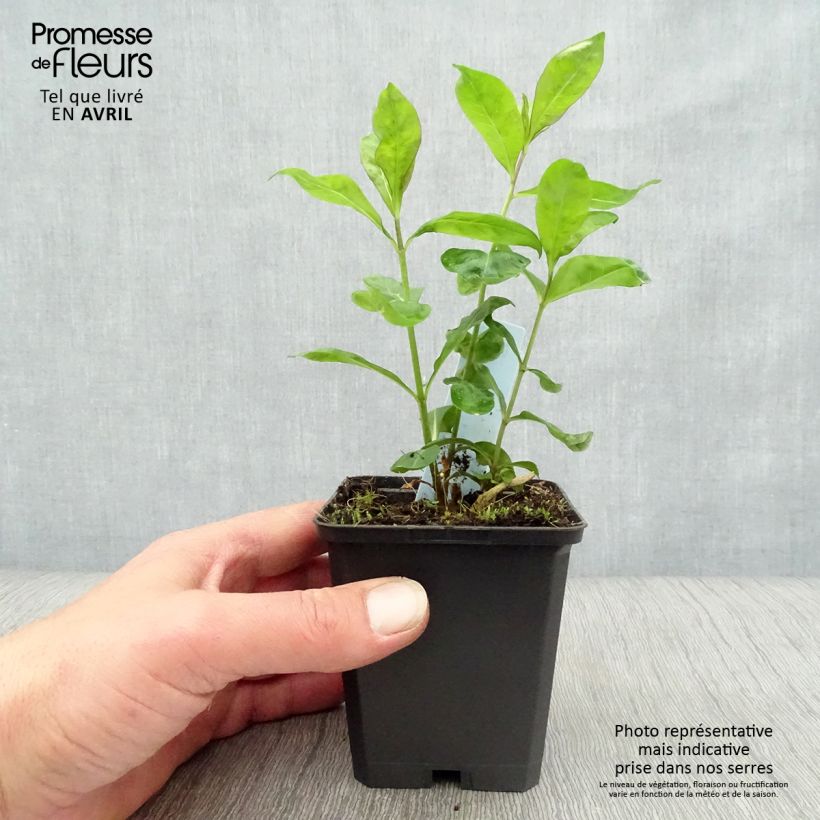 Spécimen de Phlox paniculata Laura Godet de 8/9 cm tel que livré au printemps