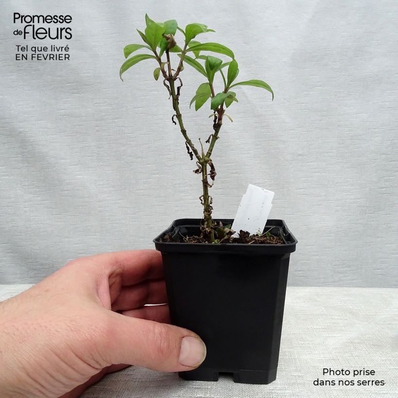 Spécimen de Phlox paniculata Lichtspel Godet de 8/9 cm tel que livré en hiver