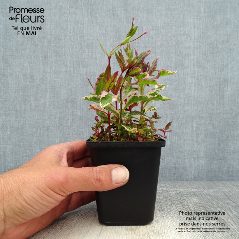 Spécimen de Phlox paniculata Olympus Godet de 8/9 cm tel que livré au printemps